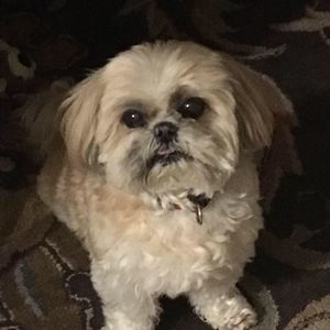 Meet your Posher, Susan